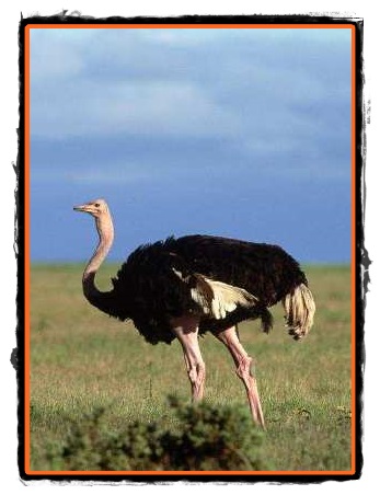 Strutul african cea mai mare pasare din lume